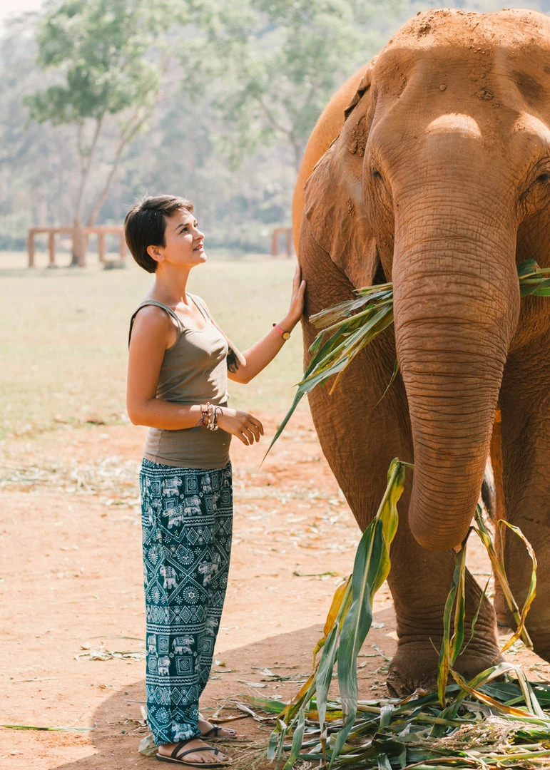 Napat Aquamarine Classic Elephant Harem Pants 6 Napat Aquamarine Classic Elephant Harem Pants