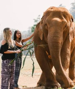 Napat Purple Classic Elephant Harem Pants